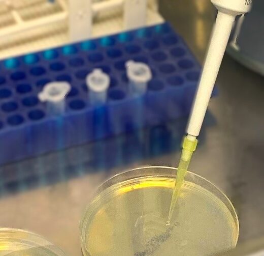 Ensayos de eficacia de productos biocidas